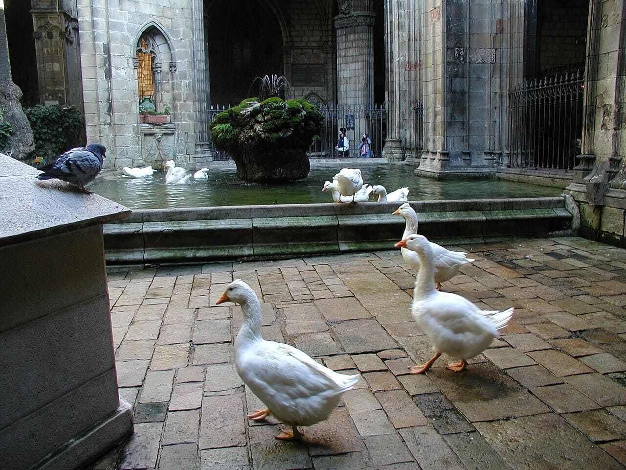Claustro de la Catedral de Barcelona con ocas caminando junto a la fuente