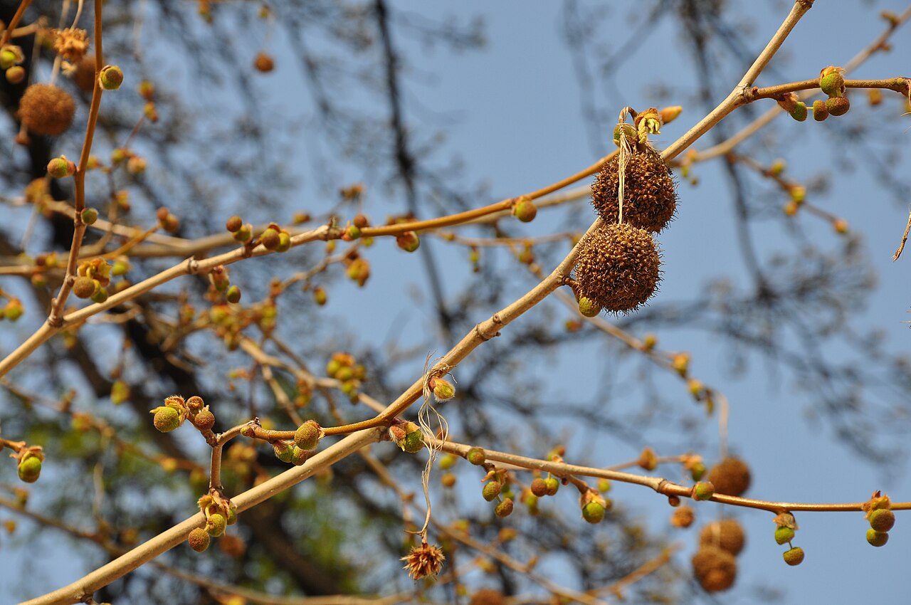 Frutos secos y brotes nuevos del platanero (Platanus × hispanica) en el Jardin des Plantes de París, especie urbana común en ciudades europeas como Barcelona.
