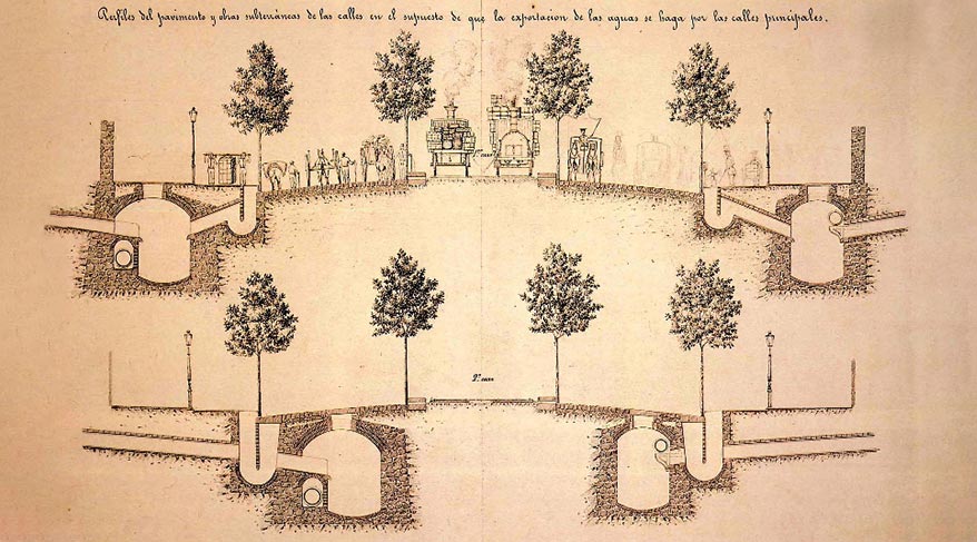 Plataneros de Barcelona: historia del árbol que da alergia